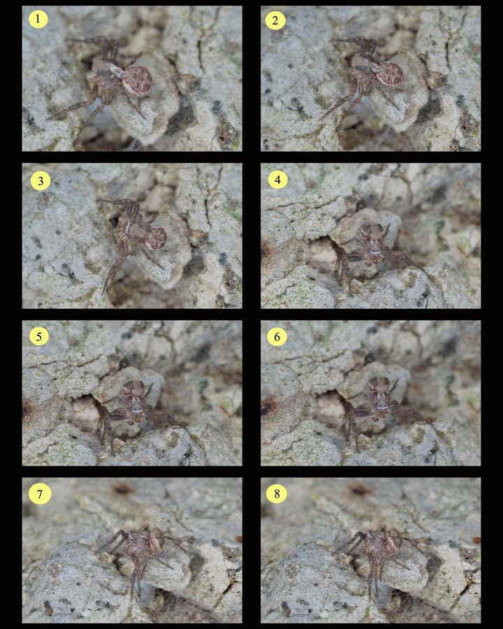 Xysticus sp. documentazione della muta